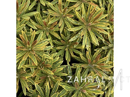 Euphorbia mart. 'Ascot Rainbow' Pryšec mandloňovitý 'Ascot Rainbow'