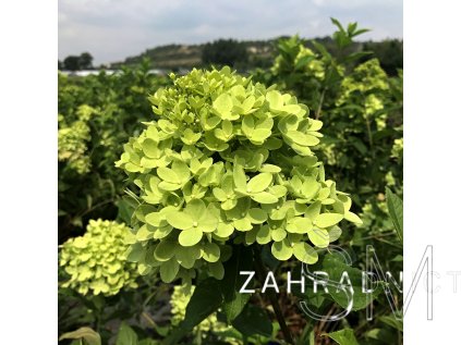 Hydrangea paniculata 'Little Lime'® Hortenzie latnatá 'Little Lime'®