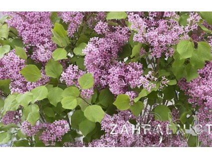 Syringa meyeri 'Flowerfasta'®pink Šeřík 'Flowerfasta'®pink
