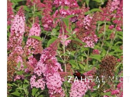 Buddleja davidii 'Pink Panther' Komule Davidova