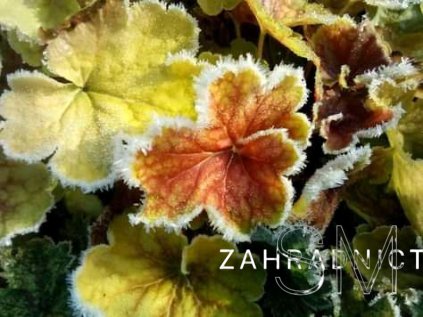 Heuchera 'Delta Dawn' Dlužicha 'Delta Dawn'