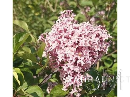Syringa 'Red Pixie' Šeřík 'Red Pixie'