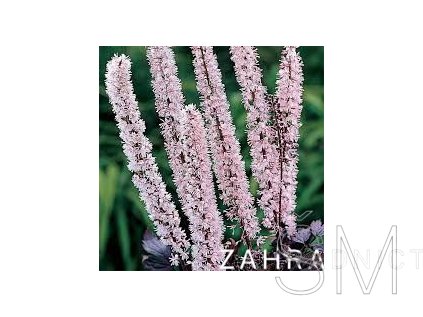 Actaea ramosa 'Pink Spike' Ploštičník hroznovitý
