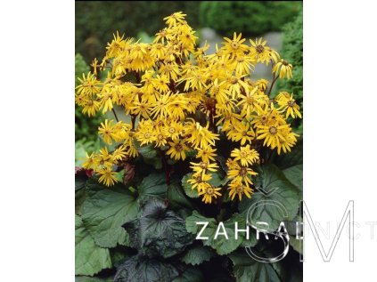 Ligularia dentata 'Desdemona'  Popelivka zubatá  'Desdemona'