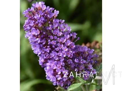 Buddleja cul. 'Summer Bird® Blue' Komule 'Summer Bird® Blue'