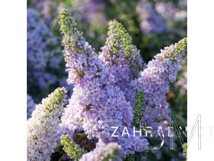 Buddleja cul. 'Summer Bird® Sky Blue'  komule  'Summer Bird® Sky Blue'