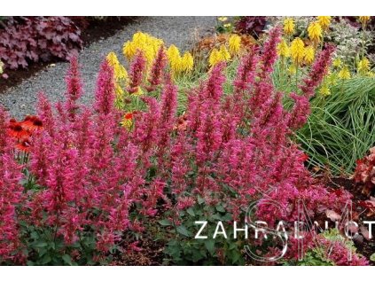 Agastache hyb. 'Morello'®  agastache