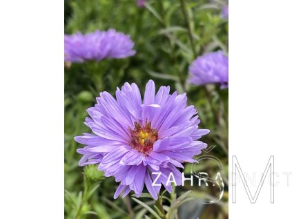 Aster n.-b. 'LTD Magic Lavender' Hvězdnice 'LTD Magic Lavender'
