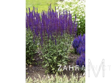 Salvia nem. 'Caradonna Compact' Šalvěj hajní 'Caradonna Compact'