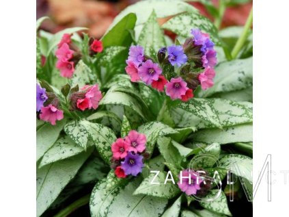 Pulmonaria hyb. 'Silver Bouquet'  Plicník 'Silver Bouquet'