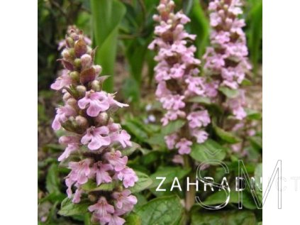Ajuga reptans 'Rosea'  Zběhovec plazivý 'Rosea'