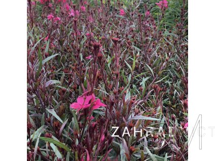 Gaura lindh. 'Belleza® Dark Pink' Svíčkovec 'Bell Dark Pink'
