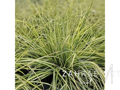 Carex osh. 'Moonlight'  Ostřice 'Mooonlight'