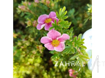 Potentilla frut. 'Bella Rosa'  Mochna křovitá