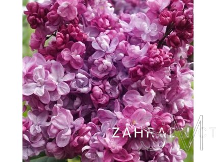 Syringa vulgaris 'Prince Wolkonsky' Šeřík červeno-růžový plný
