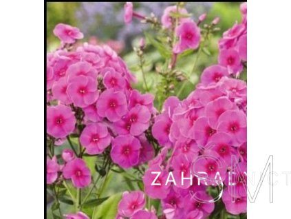 Phlox pan. 'S.S.® Comp. Rose/Dark Eye'  Plamenka  'S.S.® Comp. Rose/Dark Eye'