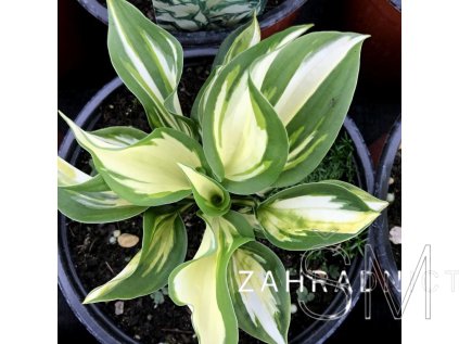 Hosta 'Fire and Ice' Bohyška 'Fire and Ice'