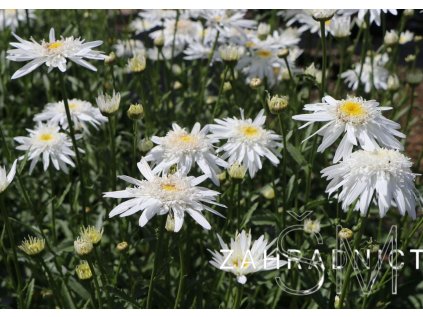 Leucanthemum 'Wirral Supreme'  Kopretina