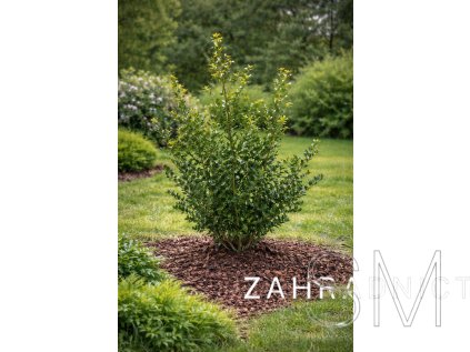 Ilex crenata 'Green Hedge'  Cesmína 'Green Hedge'