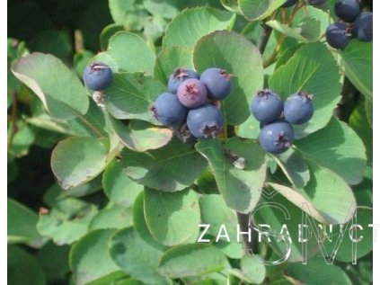Amelanchier alnifolia 'Honeywood' Muchovník olšolistý
