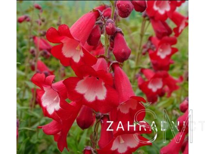 Penstemon hart. 'Polaris Red'  Dračík Polaris Red'
