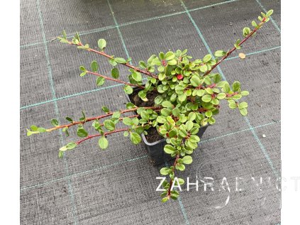 Cotoneaster dammeri 'Mooncreeper'  Skalník Dammerův