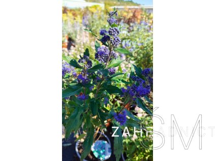 Caryopteris cland. 'Grand Bleu®'  Ořechokřídlec