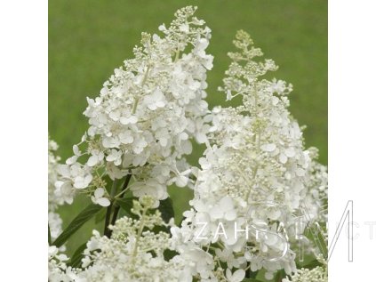 Hydrangea paniculata 'Baby Lace'® Hortenzie latnatá