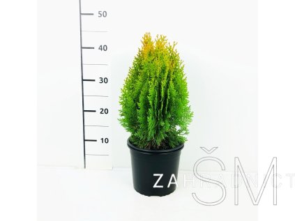 Thuja orientalis 'Aurea Nana' Zerav východní 'Aurea Nana'