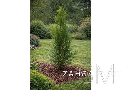 Thuja plicata 'Atrovirens'  Zerav obrovský (řasnatý) 'Atrovirens'