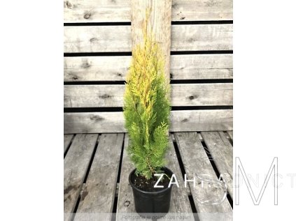 Thuja orientalis 'Pyramidalis Aurea'  Zerav východní 'Pyramidalis Aurea'