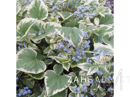 Brunnera macr. 'Variegata'  Pomněnkovec velkolistý 'Variegata'