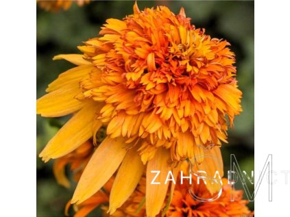 Echinacea pur. 'Marmelade'  Třapatka nach. 'Marmelade'