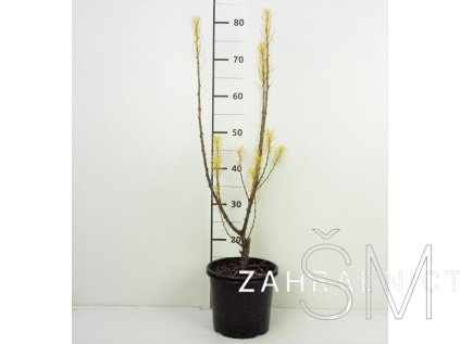 Larix kaempferi 'Jacobsen's Pyramid'  Modřín japonský 'Jakobsen's Pyramid'