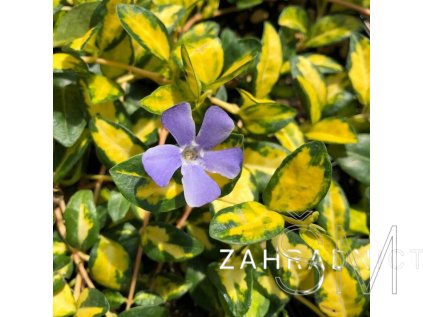 Vinca minor 'Imagine®'  Barvínek menší 'Imagine®'