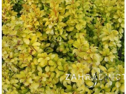 Berberis thunbergii 'Summer Sunset'® Dřišťál thunbergův