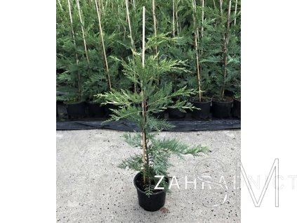 Cupressocyparis leylandii Cypřišovec Leylandův