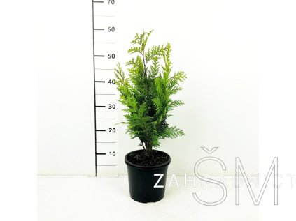 Chamaecyparis l. 'Stardust' Cypřišek Lawsonův 'Stardust'