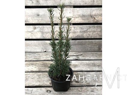 Taxus media 'Hicksii' Tis prostřední 'Hicksii'