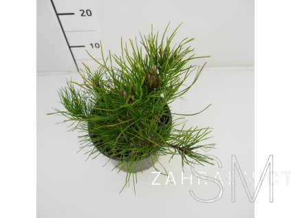 Pinus mugo var. pumilio Borovice kleč var. pumilio