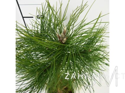 Pinus nigra  Borovice černá