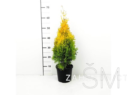 Thuja occ. 'Jantar PBR' Zerav západní 'Jantar PBR'