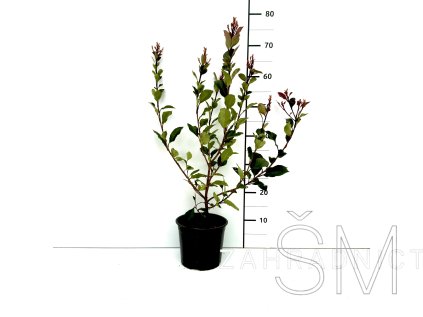 Photinia fraseri 'Little Red Robin' Blýskavka