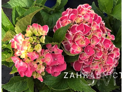 Hydrangea macr. 'Tivoli'® Hortenzie velkokvětá 'Tivoli'®