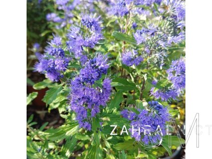 Caryopteris cland. 'Blue Balloon®'  Ořechokřídlec