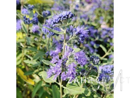Caryopteris cland. 'Blue Empire®'  Ořechokřídlec