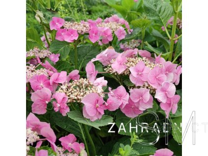 Hydrangea macr. 'Blaumeise' Hortenzie velkokvětá 'Blaumeise'