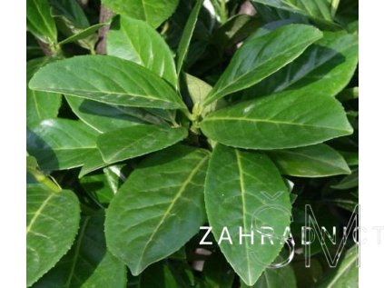 Prunus laurocerasus 'Novita' Slivoň - Bobkovišeň lékařská