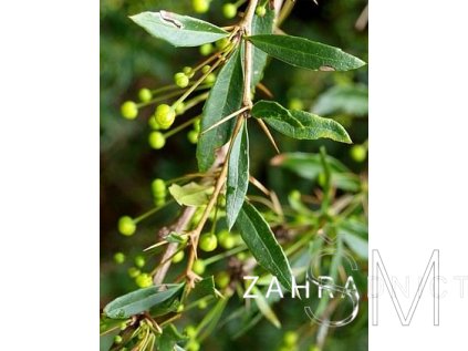 Berberis gagnepainii  Dřišťál gagnepainův