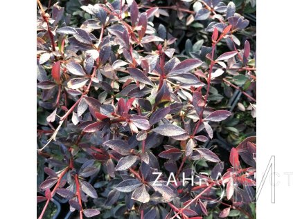 Berberis thunbergii 'Red Chief'  Dřišťál thunbergův  'Red Chief'
